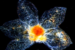 calyx, dissected