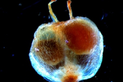 capsule (indehiscent)