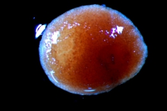 seed