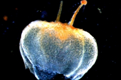 capsule (dehiscent)