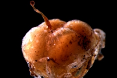 capsule (indehiscent)