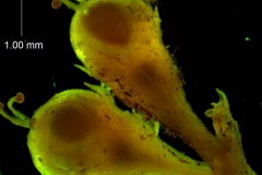 capsules