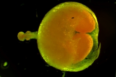 capsule (dehiscent)