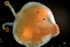 capsule (indehiscent)