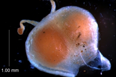 capsule (dehiscent)