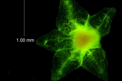 calyx, dissected
