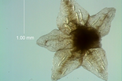 calyx, dissected