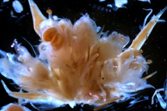 Cuscuta howelliana cymes embedded in the Eryngium inflorescence