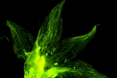 calyx, dissected