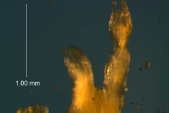 Cuscuta primordium originating from the hosts' inlorescence receptacle
