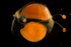 capsule