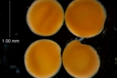 seeds