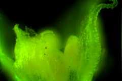 corolla lobes