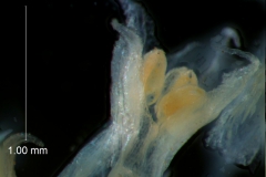 corolla lobes