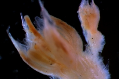 Eryngium flower (left) and primordium of Cuscuta (right)