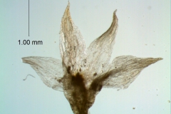 calyx, dissected