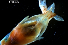 capsule capped by corolla