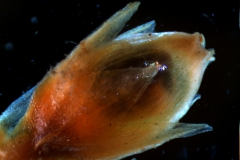 capsule after the corolla fell