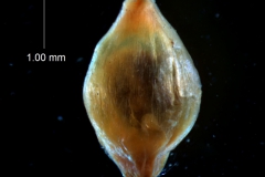 capsule [styles + stigma fallen]