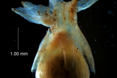 capsule capped by corolla