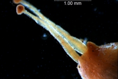 capsule apex & styles + stigma