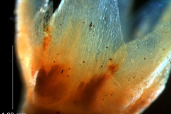 calyx lobes [base] detail