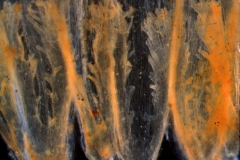 infrastaminal scales