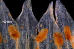 corolla lobes & stamens