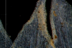 corolla lobes, detail