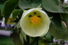 Abutilon sylvaticum