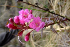 Agallinis lanceolata