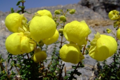 Calceolaria spp.