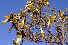 Cantua alutaceae