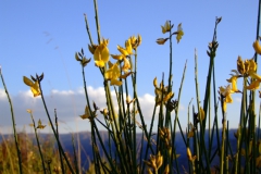 Cytisus scoparius at dawn