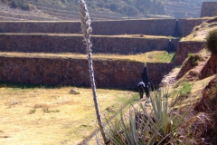 Puya sp. & terases at Tipon