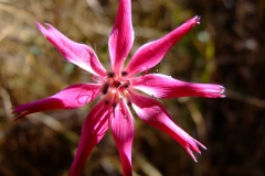 Barnadesia horrida