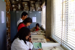 undergrad students working really hard on their individual projects in the CUZ herbarium