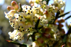 Colletia spinosissima