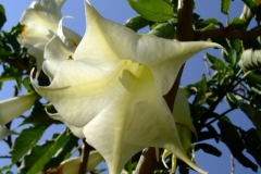 Brugmansia spp. - halluciongenic or natural pesticide