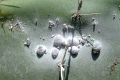 La Cochinilla (Dactylopius spp.) on Opuntia lvs- gives one of the oldest known dyes (purple)