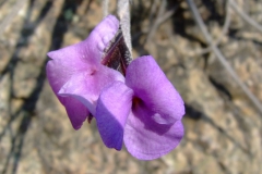Tillandsia flower