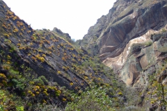 stone walls with bromelias