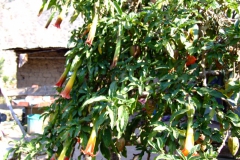 another Brugmansia...