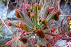 Oxalis urubambensis