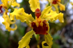 these orchids!