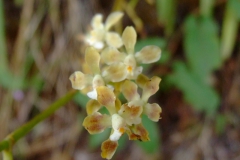 Epidendrum spp.