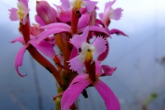 Epidendrum secundum