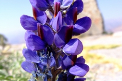 Lupinus sp.