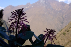 Oreocalis grandiflora