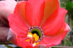 Passiflora mixta